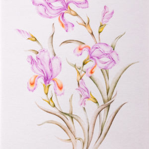 Flower and Birds: Carnation & Iris II by Maryam Mirzaei